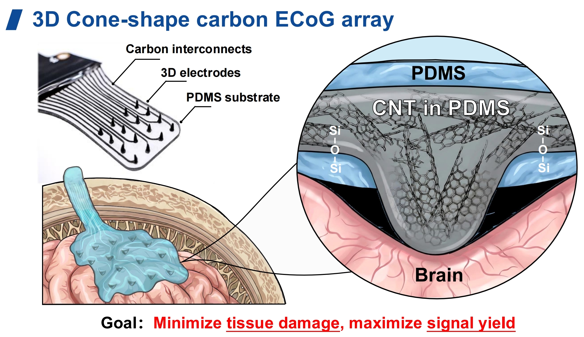 4 三维锥形碳基软性皮层脑电电极阵列示意图.jpg